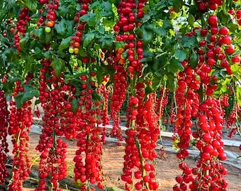 150 Waterfall Cherry Tomato Seeds – hangende variëteit voor hanging baskets