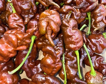 20 semillas de pimiento chocolate Primotali / chile orgánico superpicante