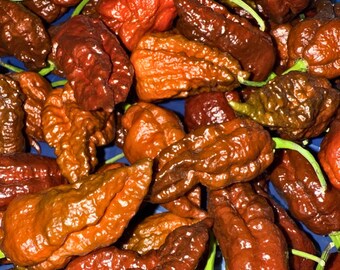 10 semillas de pimienta chocolate bhutlah: chile picante excepcional para huertos familiares