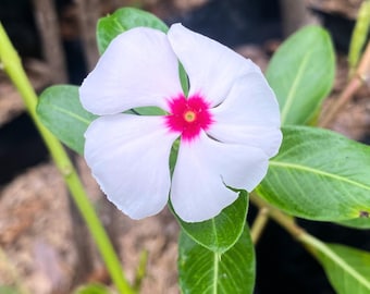 100 semillas de vincapervinca: flores blancas y rosadas, fácil de cultivar
