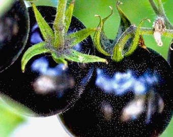 75 Black Cherry Tomato Seeds – Heirloom Cherry Tomato for Home Garden – Sweet Dark Fruit Plant Seeds