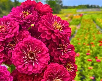 100 sementes de zínia gigante Benary Wine, ideal para flores de corte e bordaduras.