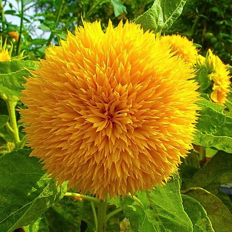 100 Dwarf Teddy Bear Sunflower Seeds | Fluffy Double Blooms | Compact ...