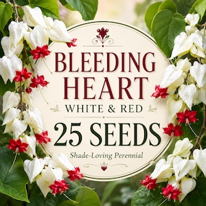 25 Bleeding Heart Seeds, Rare White & Red Shade Loving Perennial Flower Seeds, Dicentra Garden Seeds, Woodland Cottage Garden Plant