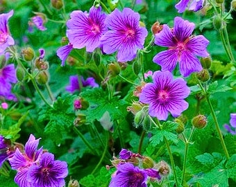 25 semillas de geranio del Himalaya para plantar en el jardín. Flores de color rosa y morado. Semillas fáciles de cultivar en exterior.