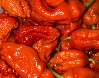 20 semillas de chile fantasma / semillas orgánicas de chile superpicante