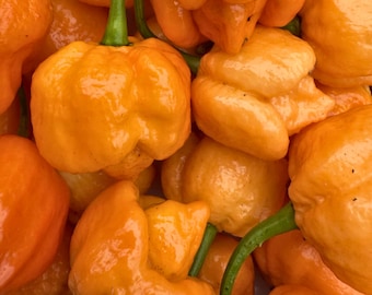 20 semillas de pimiento morrón naranja / chile orgánico tradicional, súper picante