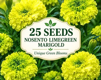 25 Nosento Limegreen Marigold Seeds | Lime Green African Marigold | Unique Cut Flower Seeds | Garden Border & Container Flowers