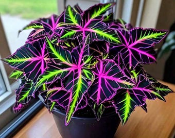 100 gigantische tentoonstelling Coleus Seeds kleurrijke bladmix | Levendige kamerplant en tuin eenjarig | Niet-ggo