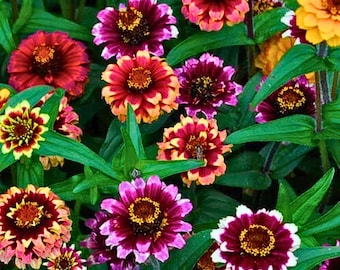 100 semillas de zinnia Aztec Sunset: mezcla de zinnias de jardín multicolores y cálidas para parterres y bordes