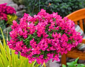 1000 Candy Showers Pink Snapdragon Seeds | Lopende leeuwebek | GGO-vrij | Hangmand en tuinbloemen