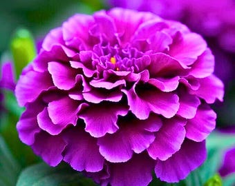 25 paarse Indiase goudsbloemzaden – Unieke kleurvariatie – Gemakkelijke jaarlijkse bloem voor tuin en potten