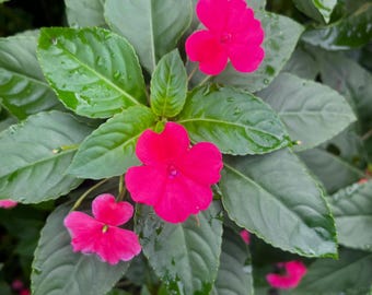 Balsembloembonsaizaden: Impatiens-balsamina, kleurrijke bloemen