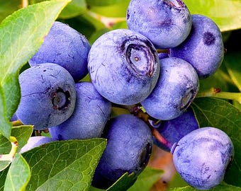 100 European Blueberry Seeds – Vaccinium myrtillus, Garden Planting