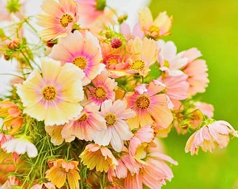 200 Apricot Lemonade Cosmos Seeds – Unique Bi-Color Flower Seeds for Pollinator Garden