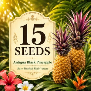 15 Antigua Black Pineapple Seeds – Rare Tropical Fruit Seeds – Sweet Exotic Pineapple Garden Planting Seeds