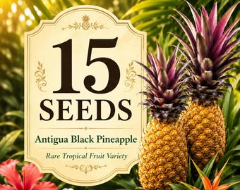 15 Antigua Black Pineapple Seeds – Rare Tropical Fruit Seeds – Sweet Exotic Pineapple Garden Planting Seeds
