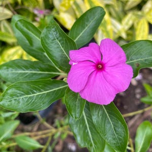 50 Vinca Peach Pink Rose Seeds – Beautiful Annual Blooms for Garden or Pots