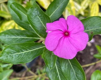 50 Vinca Peach Pink Rose Seeds – Heat Tolerant Annual Blooms