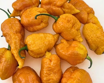 20 semillas de chile fantasma naranja / chile orgánico súper picante