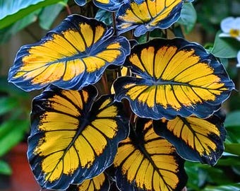 25 Sunburst Calathea Seeds Rare Tropical Foliage Seeds – kamerplant met opvallend patroon voor binnenkweek