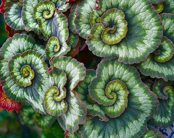 25 semillas de begonia caracol: una begonia de hojas espirales única para plantar en interiores o jardines de sombra.