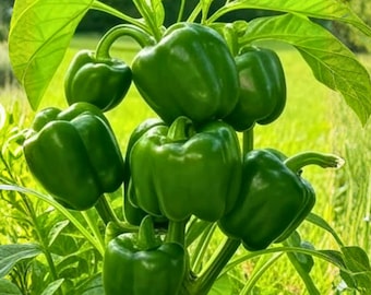 100 semi di peperone verde smeraldo gigante