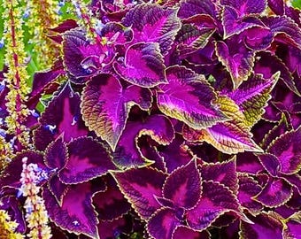 25 nasion koleusa Purple Dragon | Bez GMO | Żywe liście | Sadzenie w ogrodzie cienistym | Odmiana o ozdobnych liściach
