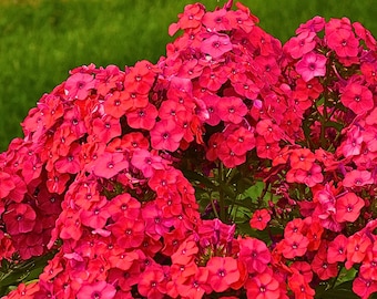 100 semillas de flox coral atardecer / Plantación sin OMG / Semillas de flores de fácil cultivo