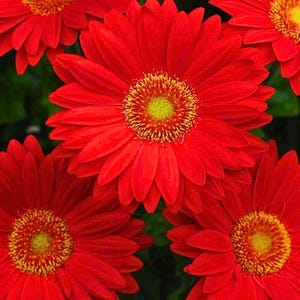 May include: Close-up of vibrant red gerbera daisies. The flowers have multiple layers of petals surrounding a yellow and green center. The image showcases the natural beauty and intricate details of the blooms.