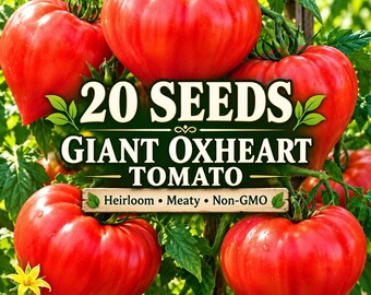 20 Giant Oxheart Tomato Seeds | Heirloom Non-GMO | Large Meaty Heart Shaped Tomatoes | Sweet Slicing & Sauce Garden Seeds