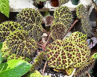 25 semillas de begonia melanobullata: una begonia de follaje texturizado poco común para plantar en interiores o jardines con sombra.