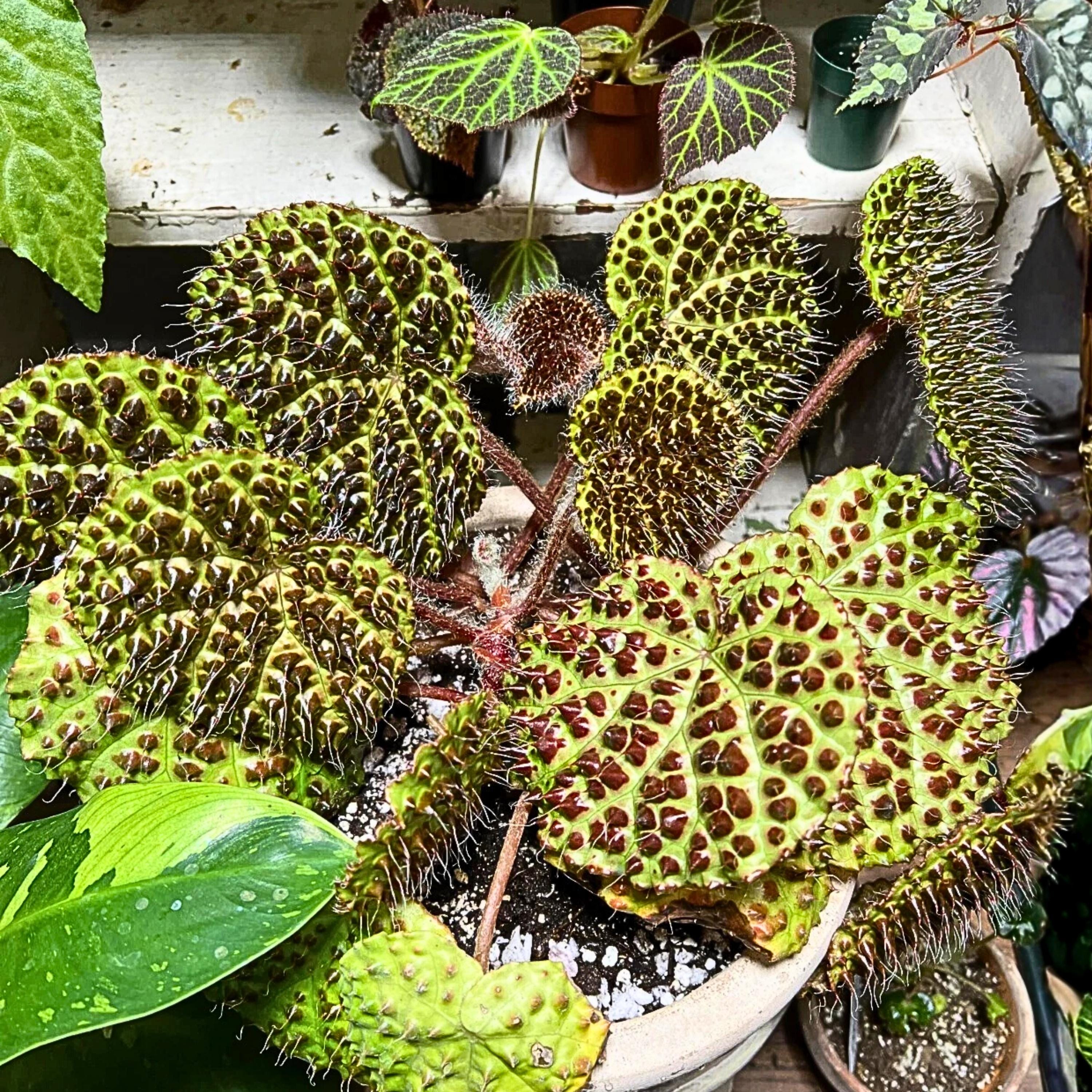 Rare begonias - Etsy 日本