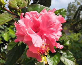 20 Double Pink Hibiscus Seeds | Tropical Garden Blooms