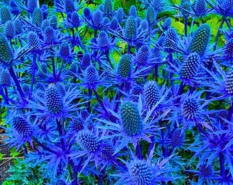 200 Blue Sea Holly Seeds – Spiky Metallic-Blue Blooms for Dried Flowers, Pollinator Gardens