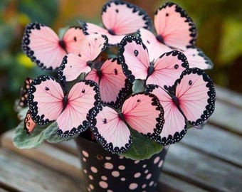 50 Moonlight Butterfly Begonia Seeds Pink – Elegant blad en bloemen met patroon voor schaduwtuinen