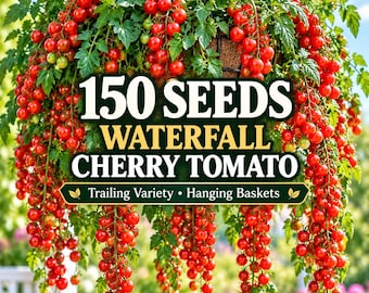 150 Waterfall Cherry Tomato Seeds | Trailing Tomato for Hanging Baskets | Sweet Cherry Tomato | Patio Container Garden Seeds