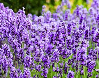1200 English Lavender Seeds for Garden Planting | Lavandula Angustifolia | Purple Flower Herb Seeds