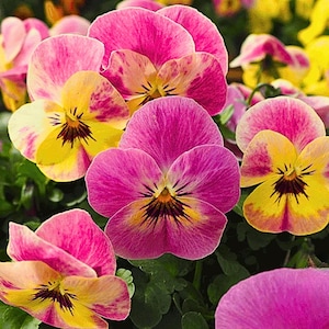 Könnte beinhalten: Nahaufnahme von leuchtenden Stiefmütterchenblüten in Rosa, Gelb und Lila. Die Blütenblätter zeigen eine Mischung aus Farben und Mustern, mit dunklen Zentren und grünem Laub im Hintergrund. Ein schönes Blumenarrangement.