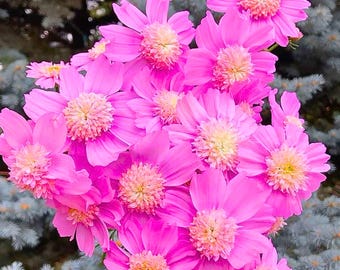 200 Pink Popsocks Cosmos Seeds for Garden Planting