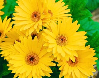 200 gele gerberamadeliefjes: heldere, vrolijke bloemen voor perk, bloempot en bloempot