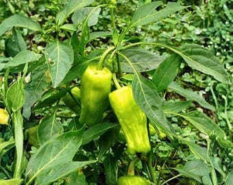 30 Golden Greek Pepperoncini Pepper seeds