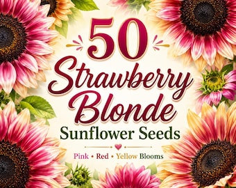 50 Strawberry Blonde Hybrid Sunflower Seeds, Pink Red Yellow Sunflower, Helianthus annuus, Cut Flower & Garden Seeds