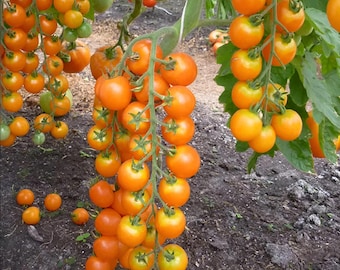 25 semi di pomodoro ciliegino Sungold