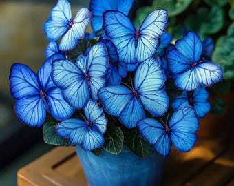 30 vlinderbegonia Starry Blue-zaden | Sierbegonia | Uniek gebladerte en bloemen | Schaduwtuinplant