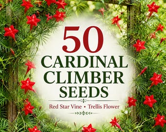 50 Cardinal Climber Seeds | Red Star Vine Seeds | Scarlet Red Flowering Vine | Hummingbird Garden | Trellis Climbing Flower Seeds