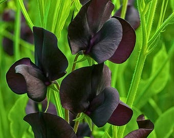 50 Almost Black Sweet Pea Seeds – Dark Blooms, Fragrant Climbing Flower Seeds for Trellises