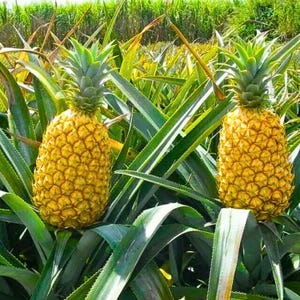 May include: Two ripe pineapples with textured yellow skin and green leafy crowns are shown growing in a field. The pineapples are surrounded by long, green, spiky leaves. The background features more green foliage and a hint of a blue sky.