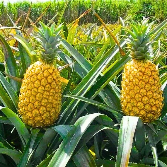 15 Queen Pineapple Seeds – Tropical Fruit Planting Seeds – Sweet Golden Variety