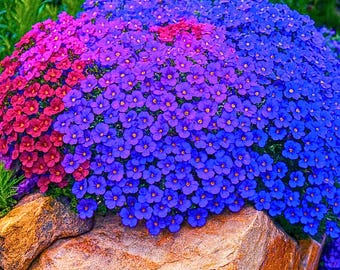 1000 zaden rotskers | Alpine bodembedekker | Vroege voorjaarsbloeiende vaste tuinplant